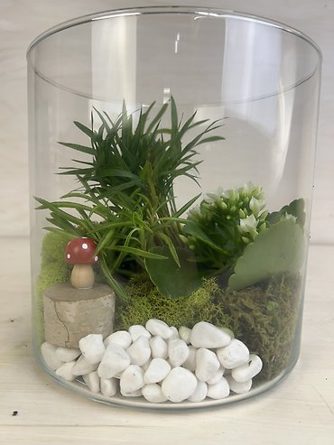 Classical Terrarium