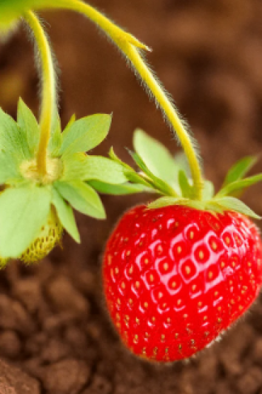 Seeds | Strawberry