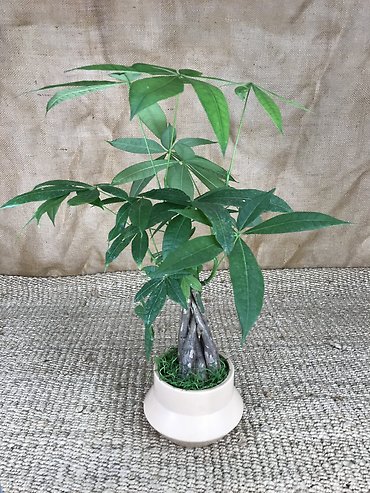 Money Tree