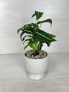 Syngonium