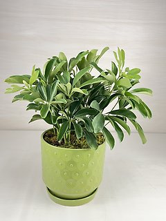 Schefflera Plant