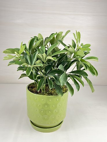 Schefflera Plant