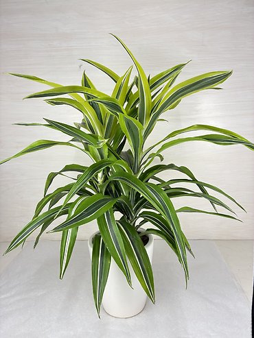 Lemon-Lime Warneckii