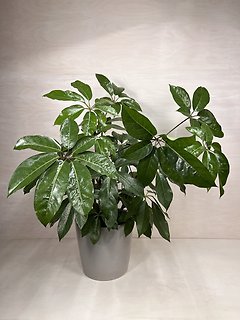 Schefflera Amate