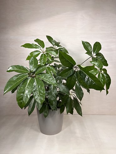 Schefflera Amate