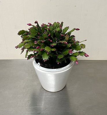 Christmas Cactus