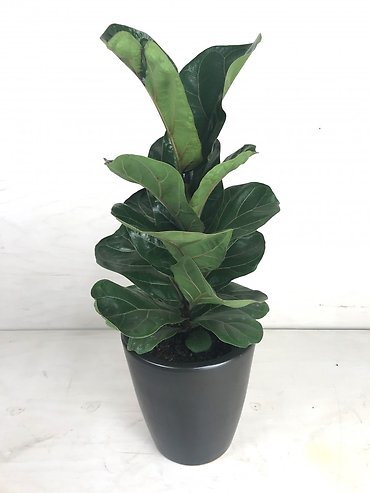 Fiddle Leaf Fig