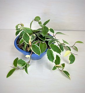 Hoya Crimson Queen