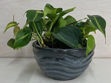 Lemon Lime Philodendron