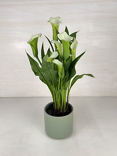 Calla Lily Plant