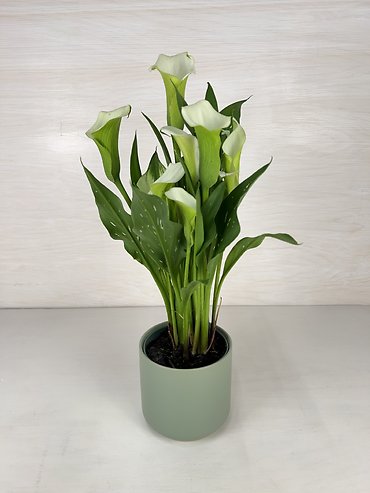Calla Lily Plant