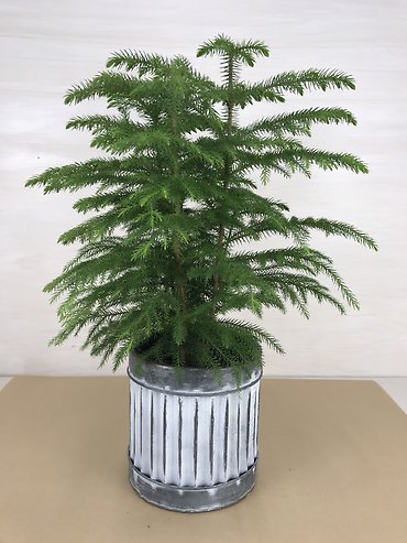 Norfolk Pine