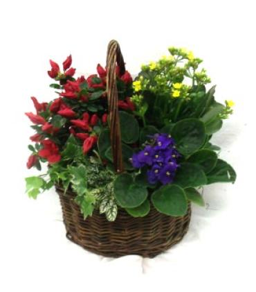 Bloom Basket