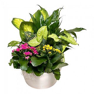 European Graden in Ceramic - Medium