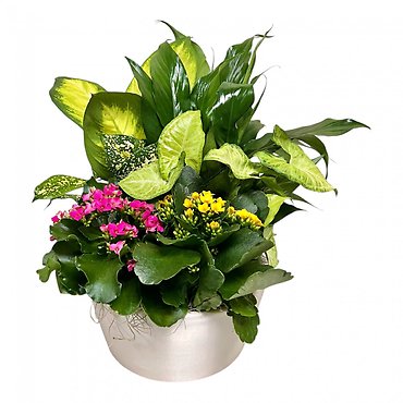 European Graden in Ceramic - Medium