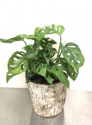 Swiss Cheese Plant
