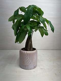 Money Tree