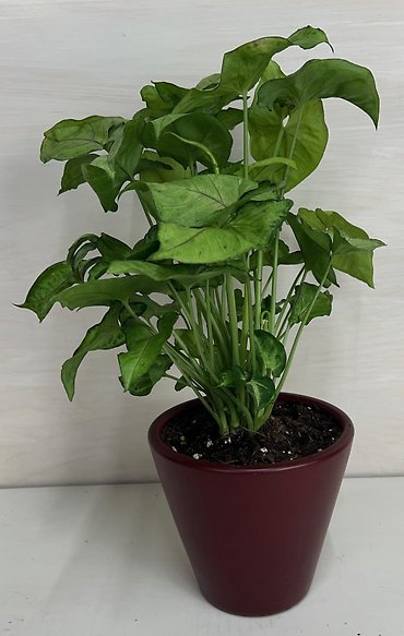 Arrowhead Plant