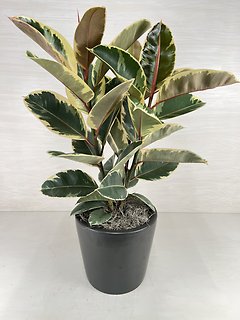 Rubber Plant- Tricolor