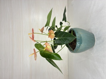 Anthurium