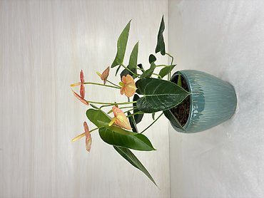 Anthurium