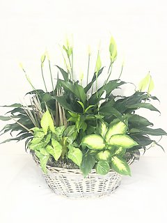 Tranquility Dish Garden - Extra Extra Large