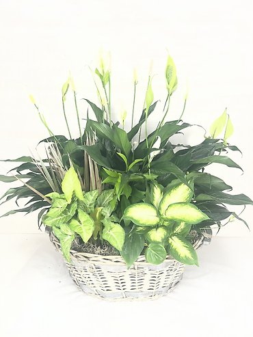Tranquility Dish Garden - Extra Extra Large