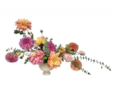 Dahlia Delight