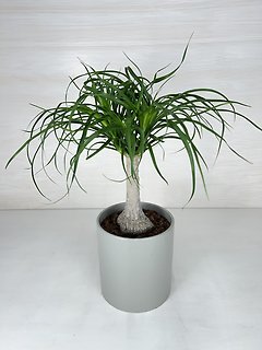 Ponytail Palm