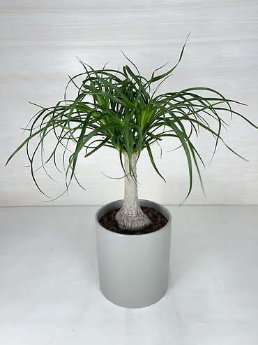 Ponytail Palm