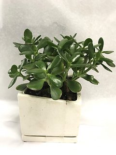 Jade Plant (md)