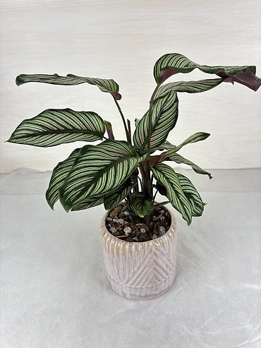 White Star Calathea