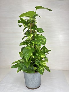 Golden Pothos | Totem Pole