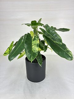 Burle Marx Philodendron