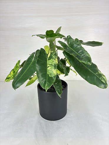 Burle Marx Philodendron