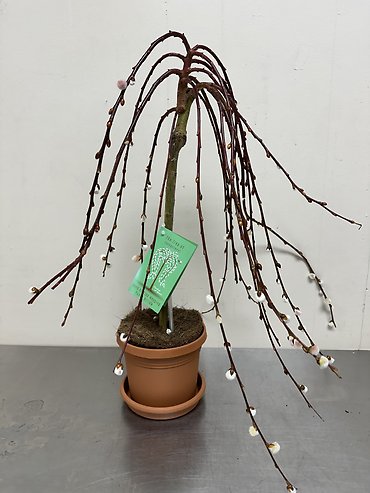 Pussy Willow Tree