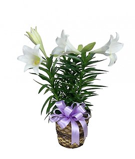 Easter Lily Plant - 8\"