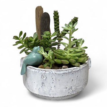 Bluebird Succulent Garden - Small
