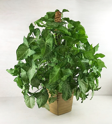 Arrowhead Totem Pole