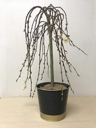 Weeping Pussy Willow Tree