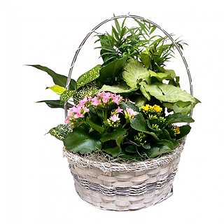 European Garden in Basket - Medium