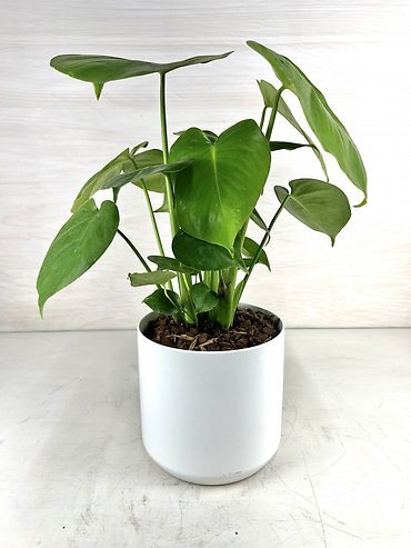 Split Leaf Philodendron