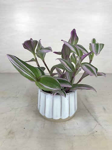 Tradescantia Nanouk