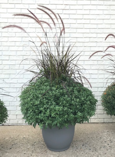 Outdoor Mum Planter (16\" Round)