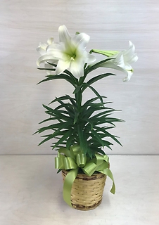 Easter Lily Plant - 6\"
