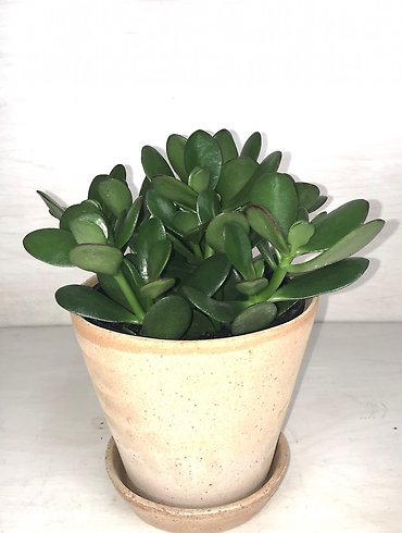 Jade