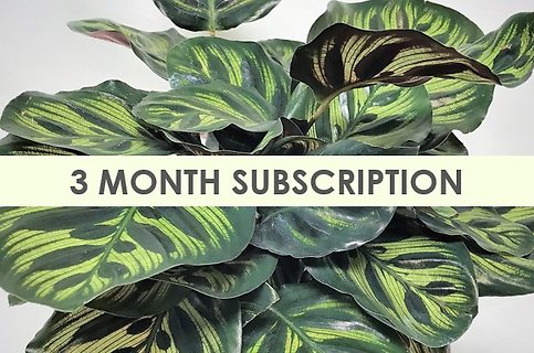 3-Month Plant Subscription