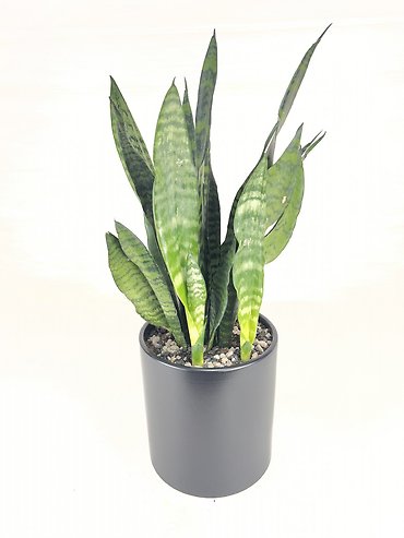 Snake Plant