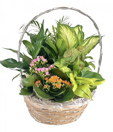 European Garden in Basket - Extra Large