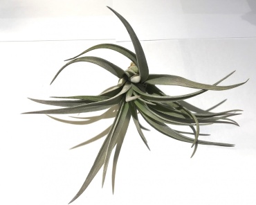 Tillandsia Harrisii